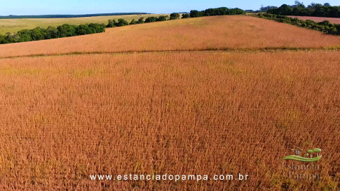 1015 HA no RS MARINETI.00_00_33_06.Quadro008_e322b98ef8e11cfd8f5c5556d94f60f35004747c.png